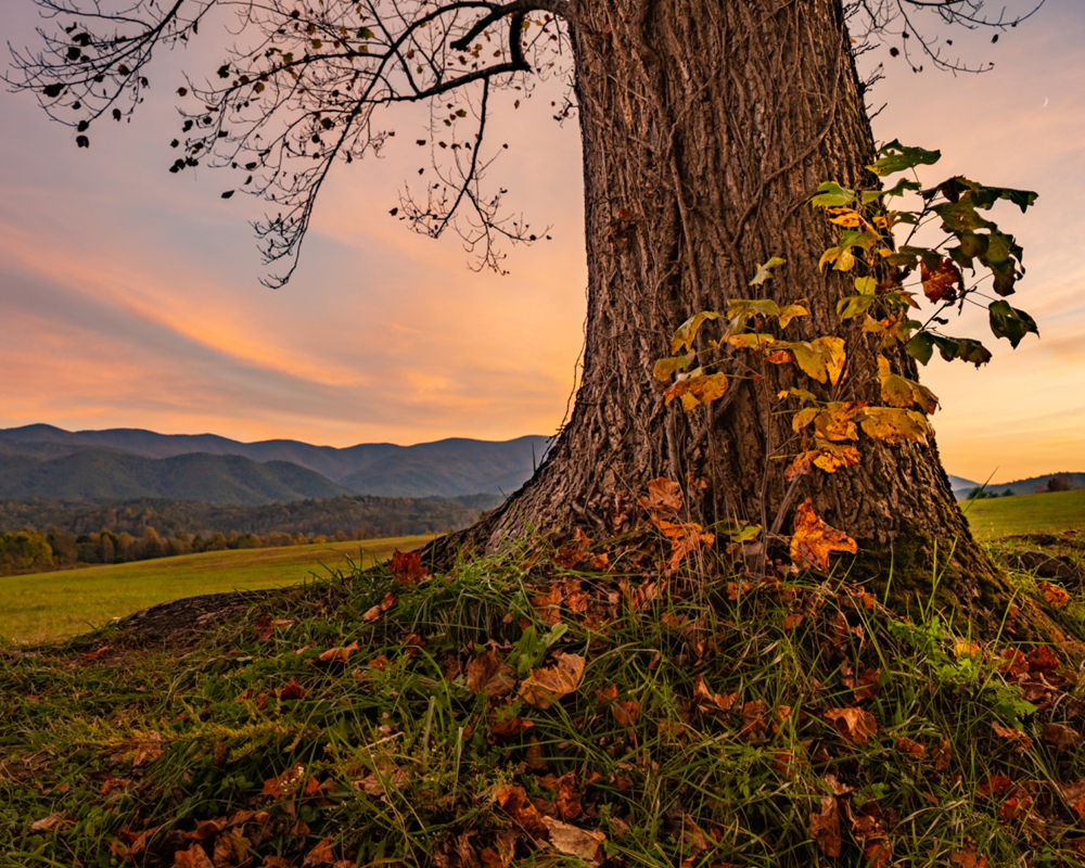 Exploring The Enchantment Of Nature’s Ever-Changing Seasons